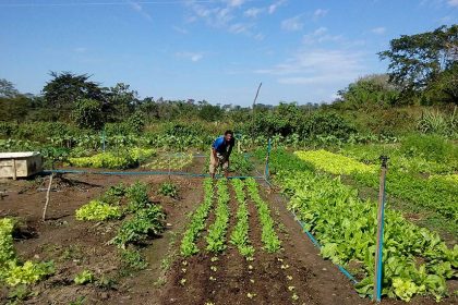 Lei amplia acesso de agricultores familiares ao Garantia-Safra