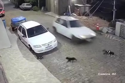 Homem preso por atropelar cães no RS: O cachorro não quis sair, azar