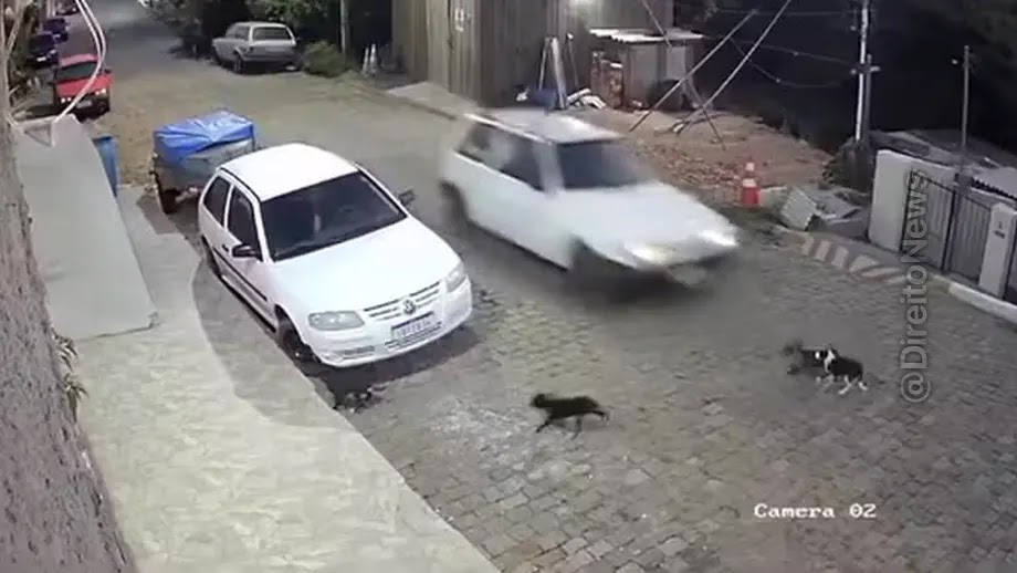 Homem preso por atropelar cães no RS: O cachorro não quis sair, azar