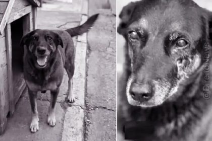 Adolescentes investigados por morte de cão Orelha voltam ao Brasil