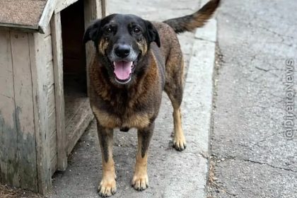 Justiça por Orelha: Polícia cumpre mandados por morte de cão