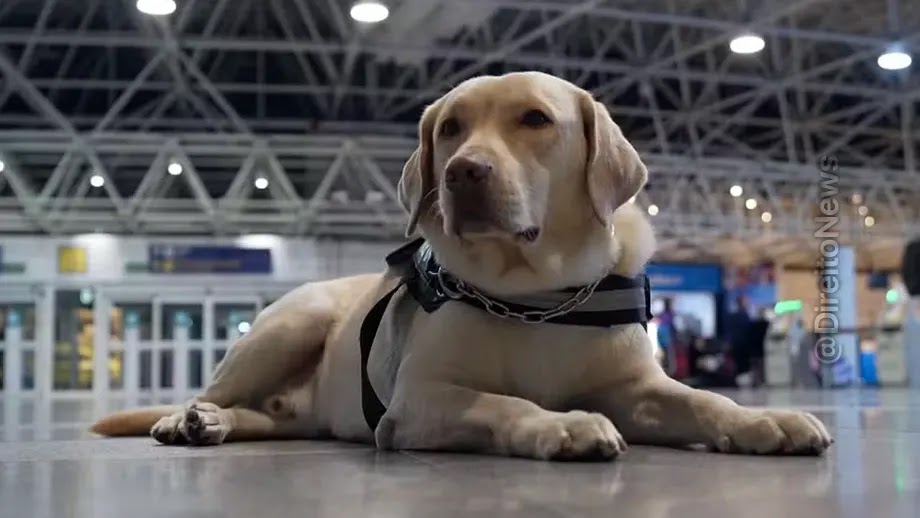 Justiça do RJ condena TAP a pagar R$ 60 mil por barrar cão de serviço