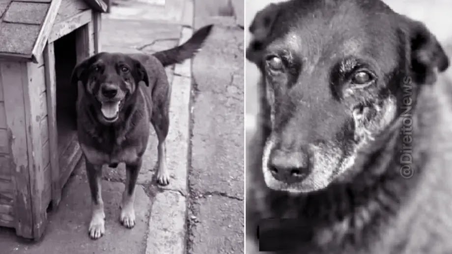 Morte do cão Orelha motiva projetos contra violência animal por