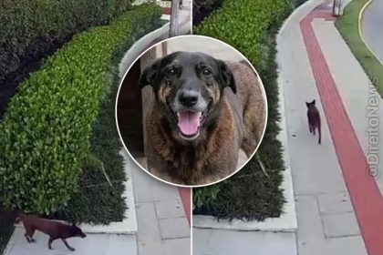 Caso Orelha: defesa contesta autoria por adolescente com vídeo do