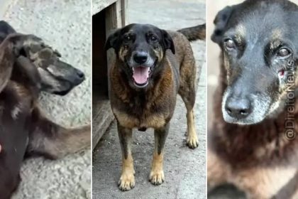 Corpo do cão Orelha é exumado para nova perícia em SC