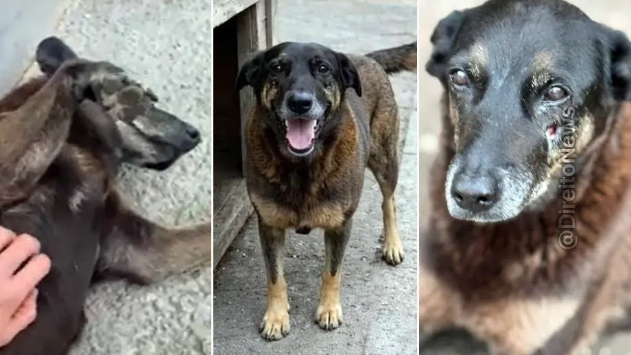 Corpo do cão Orelha é exumado para nova perícia em SC