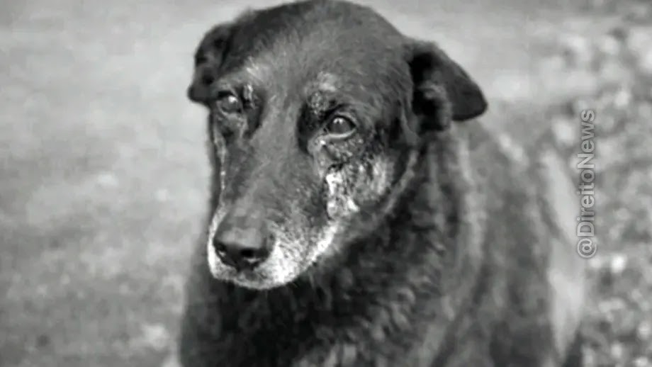 Morte de Orelha reacende debate sobre maioridade penal