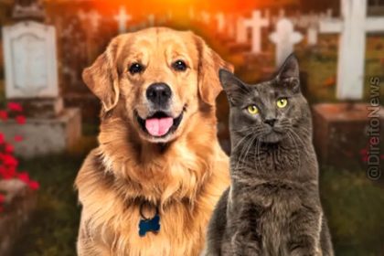 Tarcísio sanciona lei para sepultar pets em jazigos familiares em SP