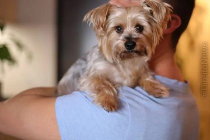 TJ/DF mantém condenação por abuso sexual contra yorkshire