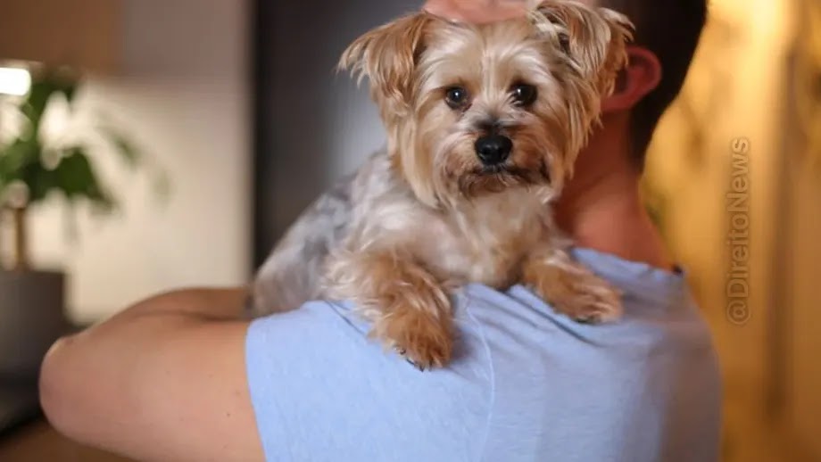 TJ/DF mantém condenação por abuso sexual contra yorkshire