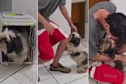 Cachorro perdido decide disputa ao reconhecer tutor na delegacia