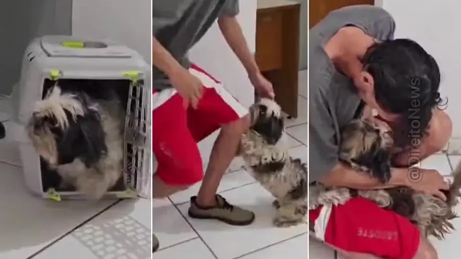 Cachorro perdido decide disputa ao reconhecer tutor na delegacia