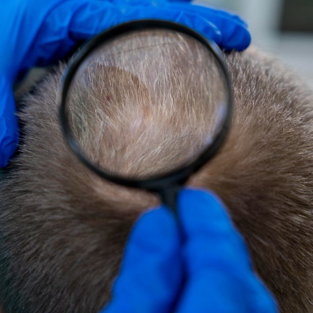 Exame toxicológico por pelos insuficientes: juíza barra eliminação