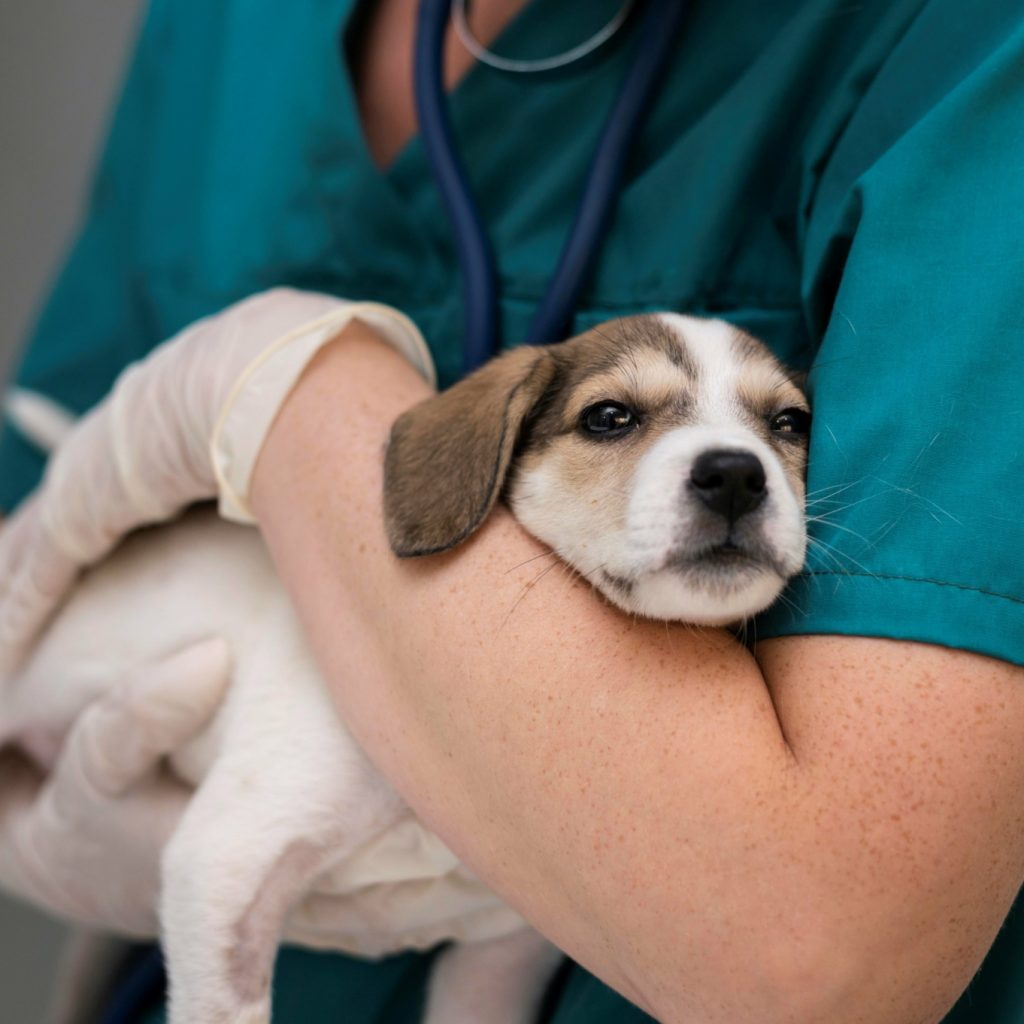 Urgência veterinária e CLT: impasse do novo direito de cuidado