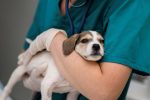 Urgência veterinária e CLT: impasse do novo direito de cuidado