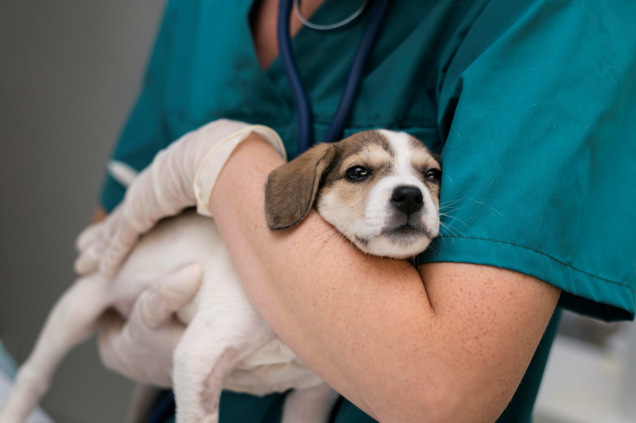 Urgência veterinária e CLT: impasse do novo direito de cuidado
