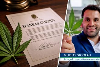 Direito canábico: advogado ensina nicho com honorários de até R$ 15 mil