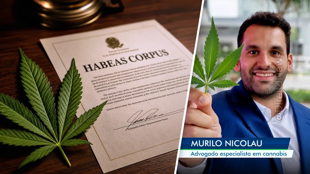 Direito canábico: advogado ensina nicho com honorários de até R$ 15 mil