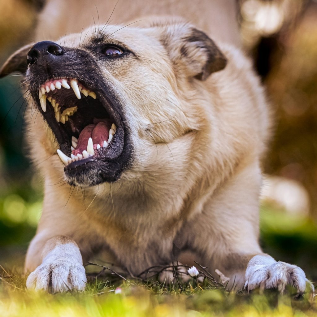Direito de vizinhança: barulho de cães e a obrigação legal