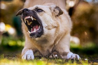 Direito de vizinhança: barulho de cães e a obrigação legal