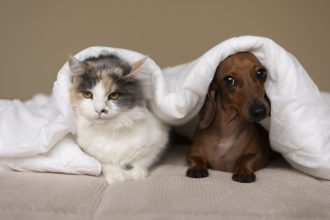 Lei que limita animais de estimação é inconstitucional