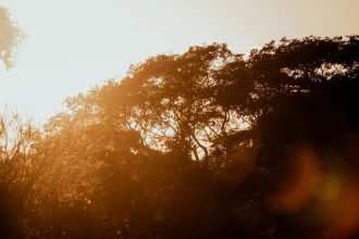 Tributação de créditos de carbono na reforma vai de 0% a 28%